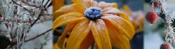 The wistful Gardener - Abriachan Nurseries